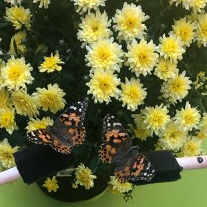 Meet your Posher, Bettie jo